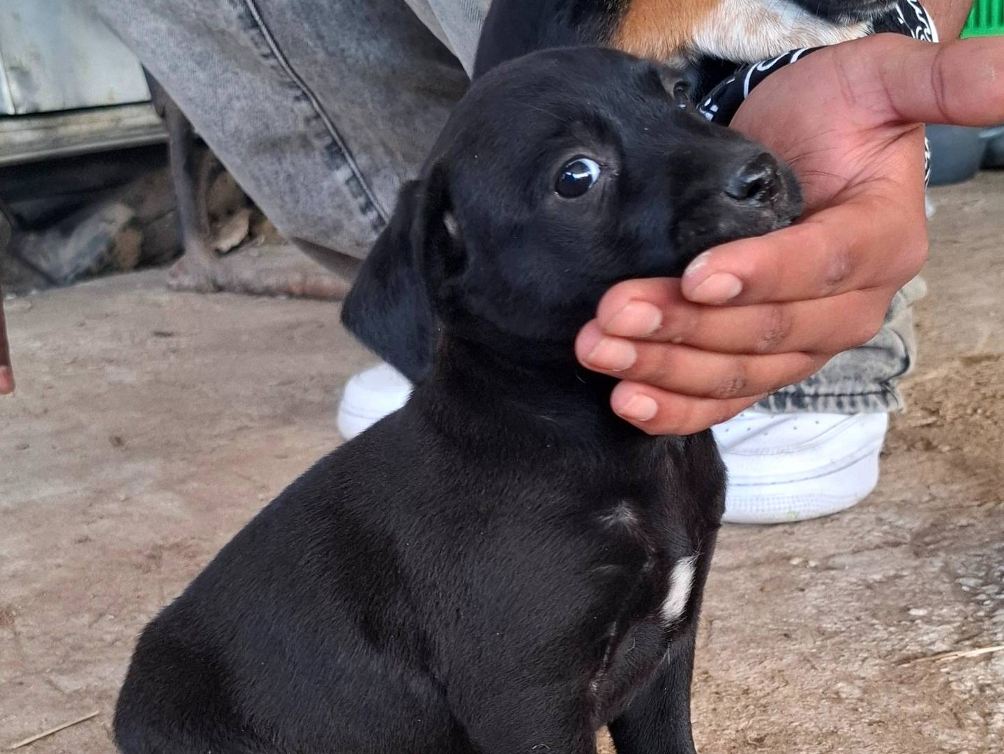 Adotta un cane, taglia media contenuta, femmina, Roma