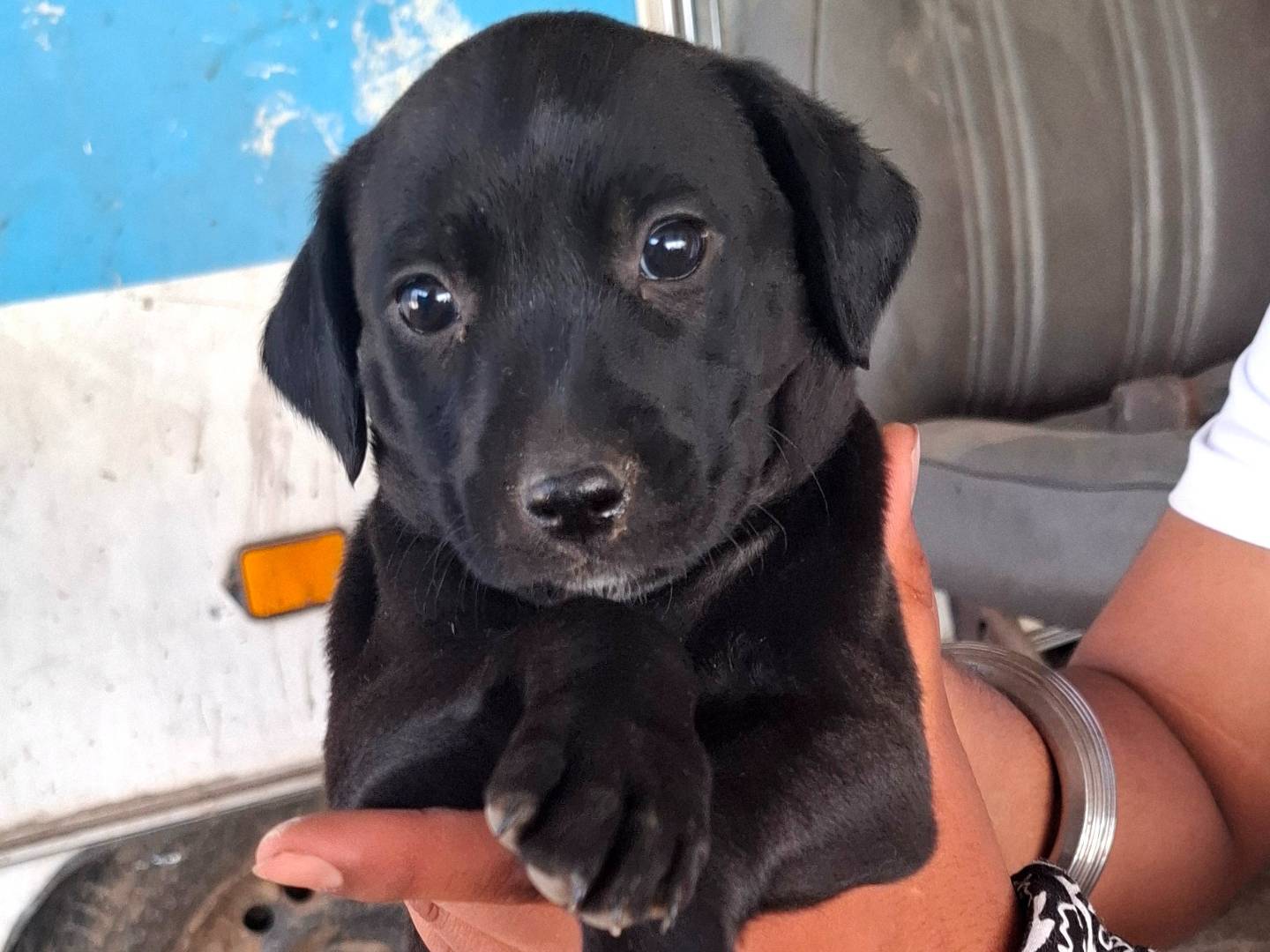 Vuoi adottare un cane a Roma?