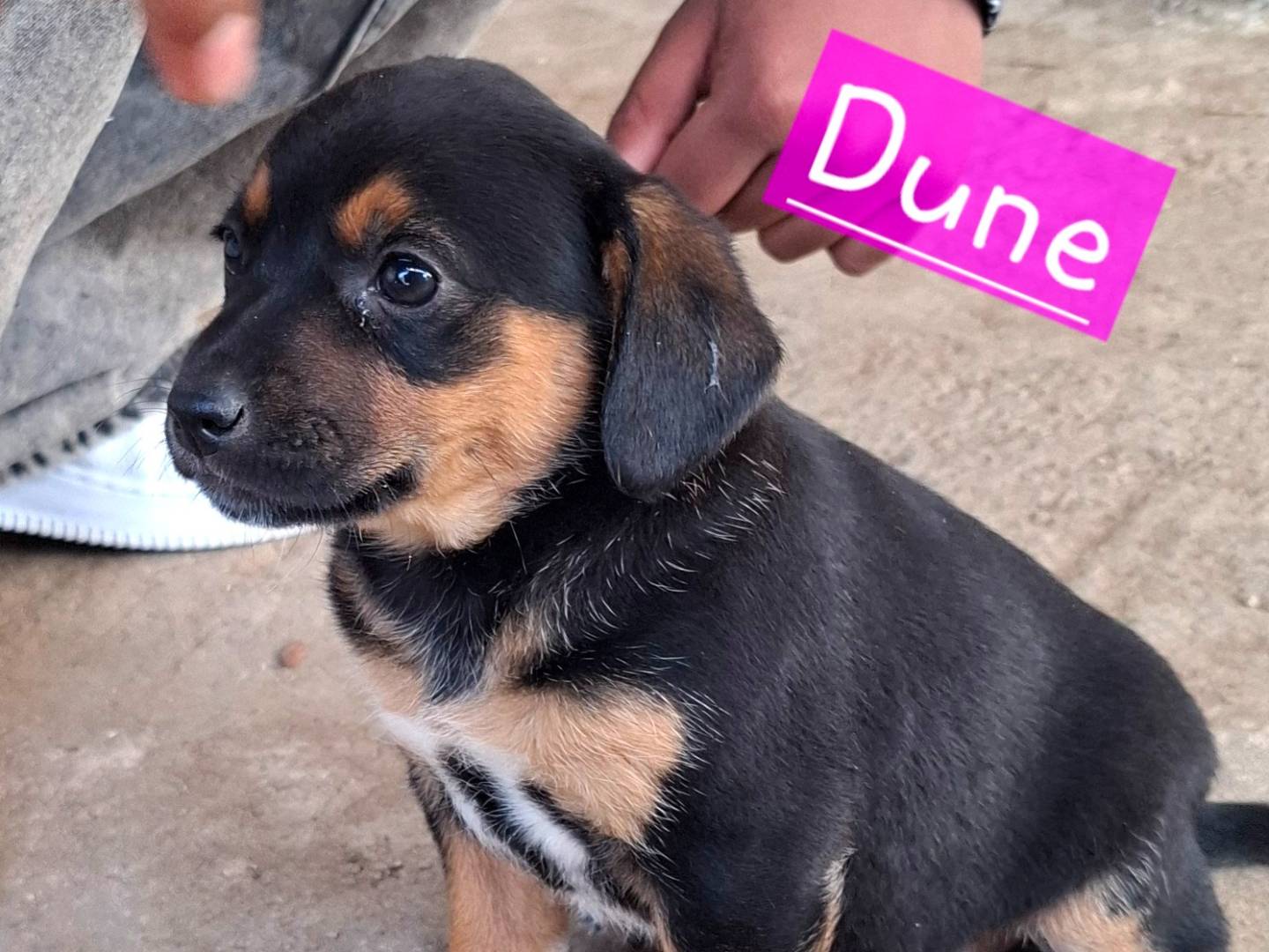 Adotta un cane, femmina, 1 mesi, Roma