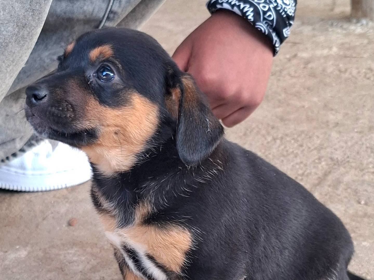 Adotta un cane, taglia media contenuta, femmina, Roma