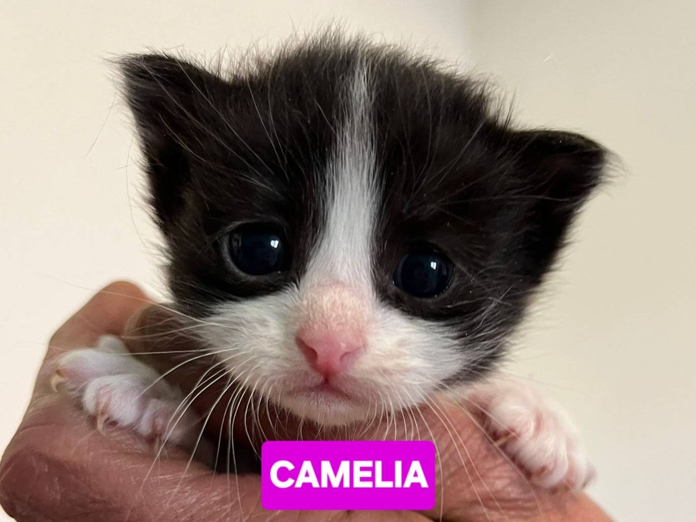 Adozione gatto, femmina, Razza sconosciuta Razza sconosciuta, 3 mesi, taglia non valida, Barletta