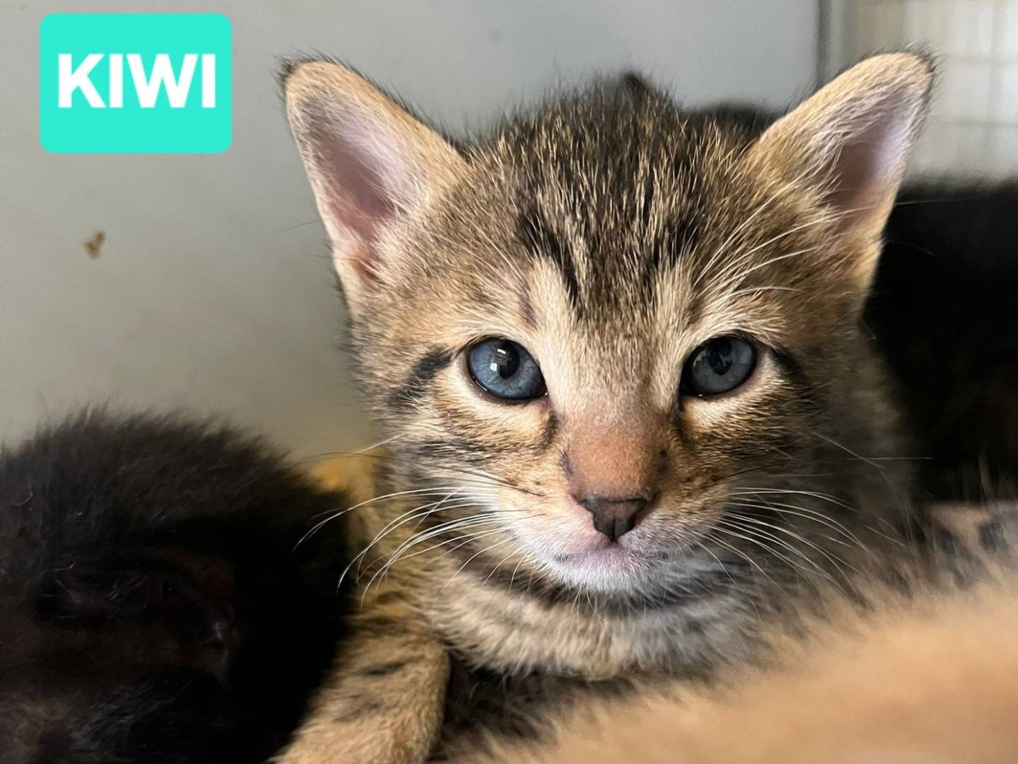 Adotta un gatto, femmina, 3 mesi, Barletta