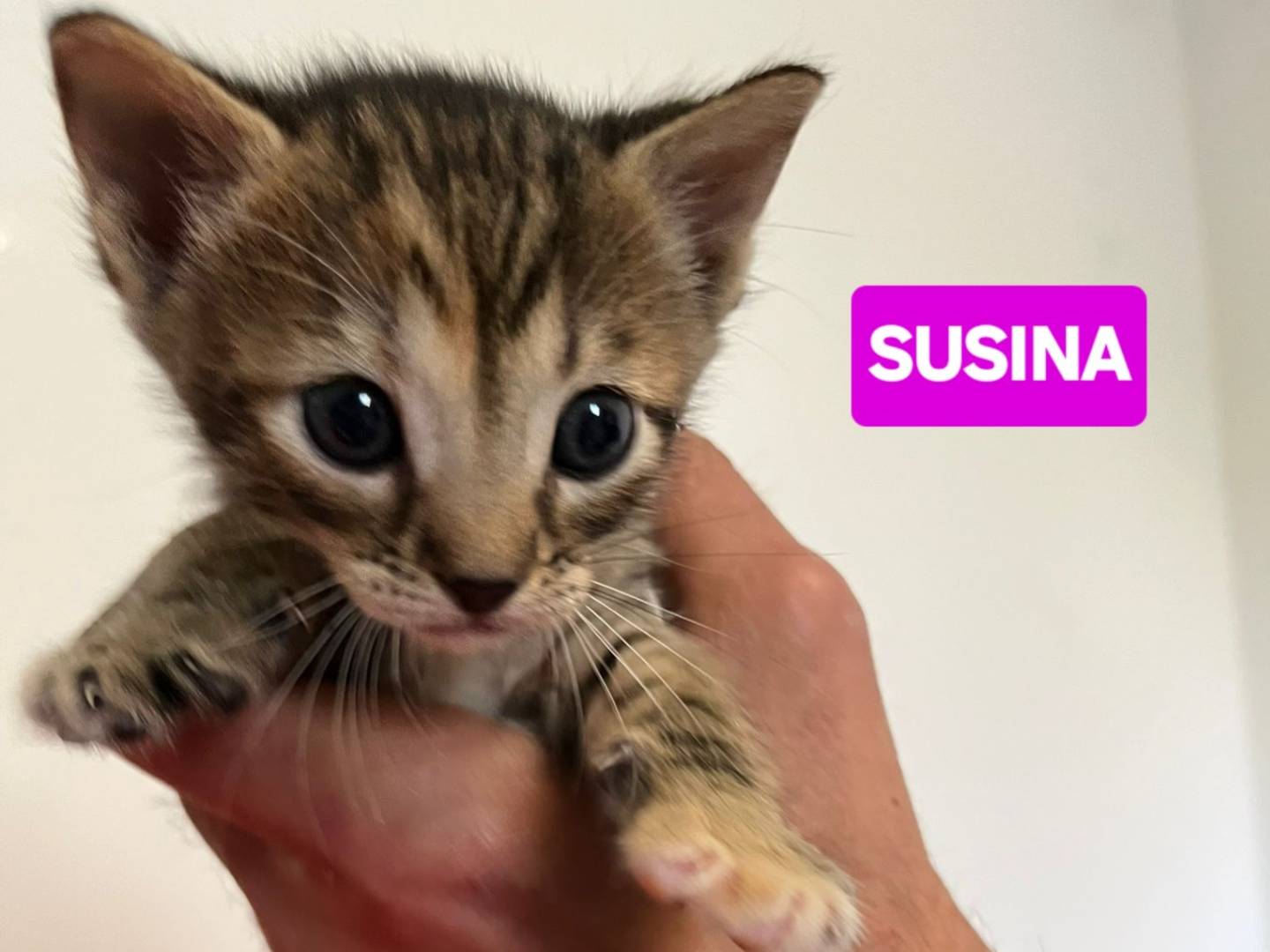 Adotta il gatto Angioletti a Barletta