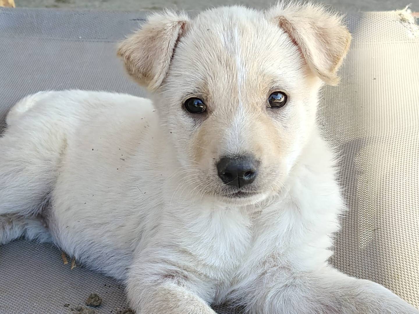 Adozione cane, femmina, Razza sconosciuta Razza sconosciuta, 2 mesi, taglia media, Trapani