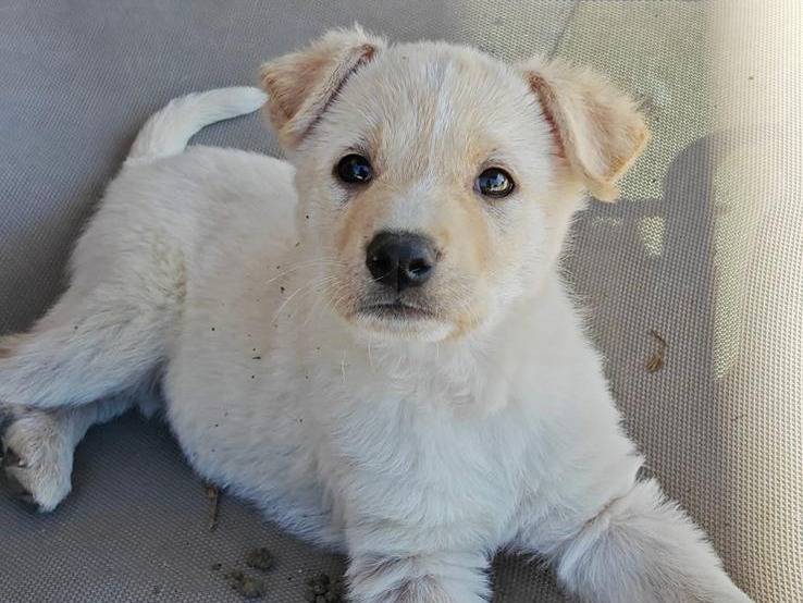 Adotta un cane, femmina, 2 mesi, Trapani