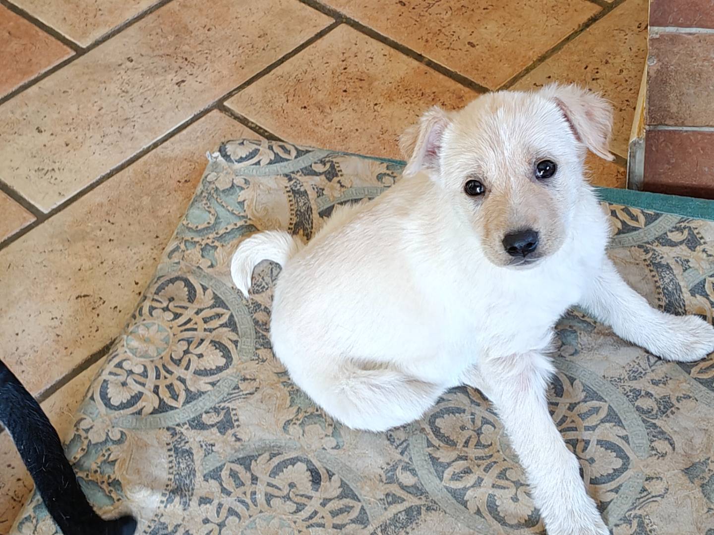 Adotta un cane, taglia media, femmina, Trapani