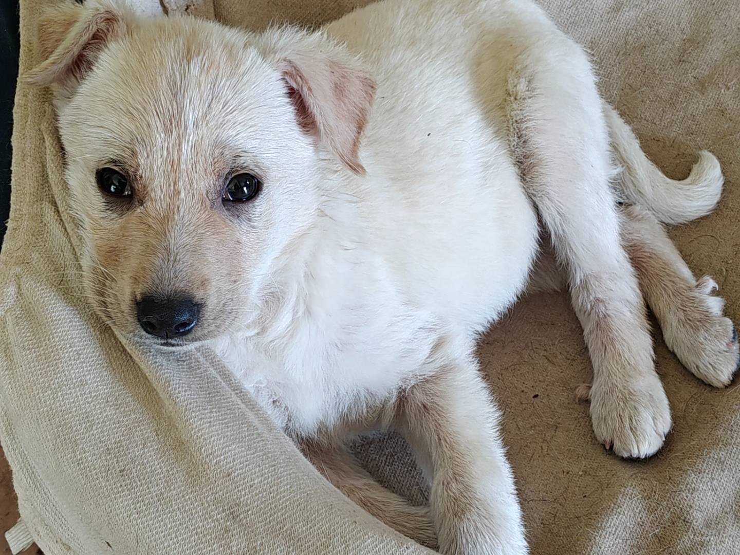 Vuoi adottare un cane a Trapani?