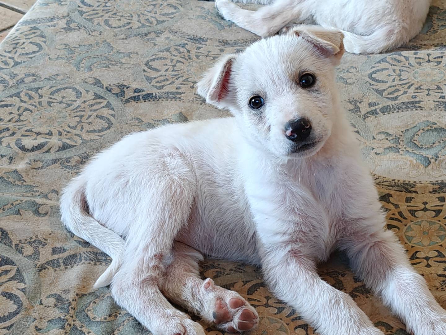 Adozione cane, femmina, Razza sconosciuta Razza sconosciuta, 2 mesi, taglia media, Trapani