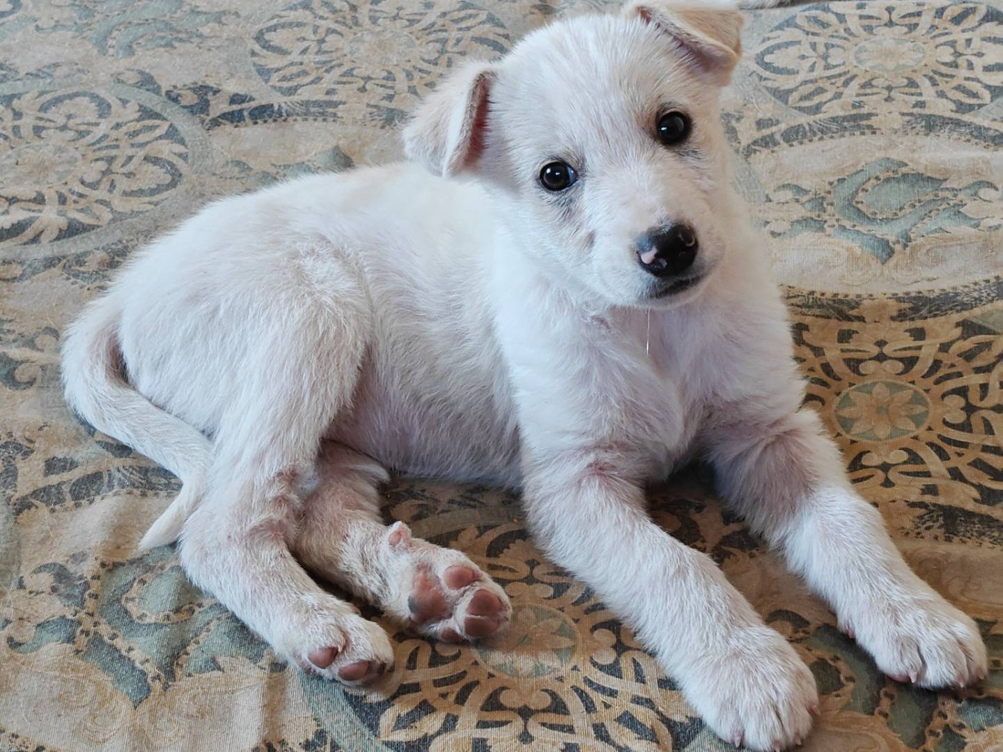 Adotta un cane, femmina, 2 mesi, Trapani