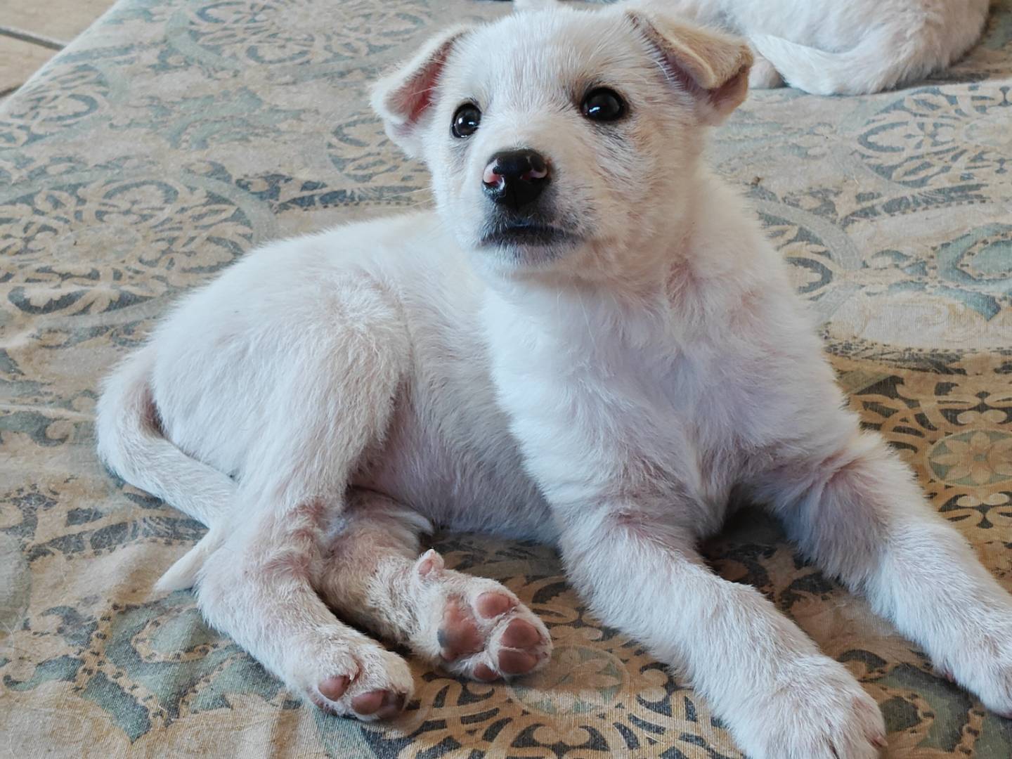 Adotta un cane, taglia media, femmina, Trapani