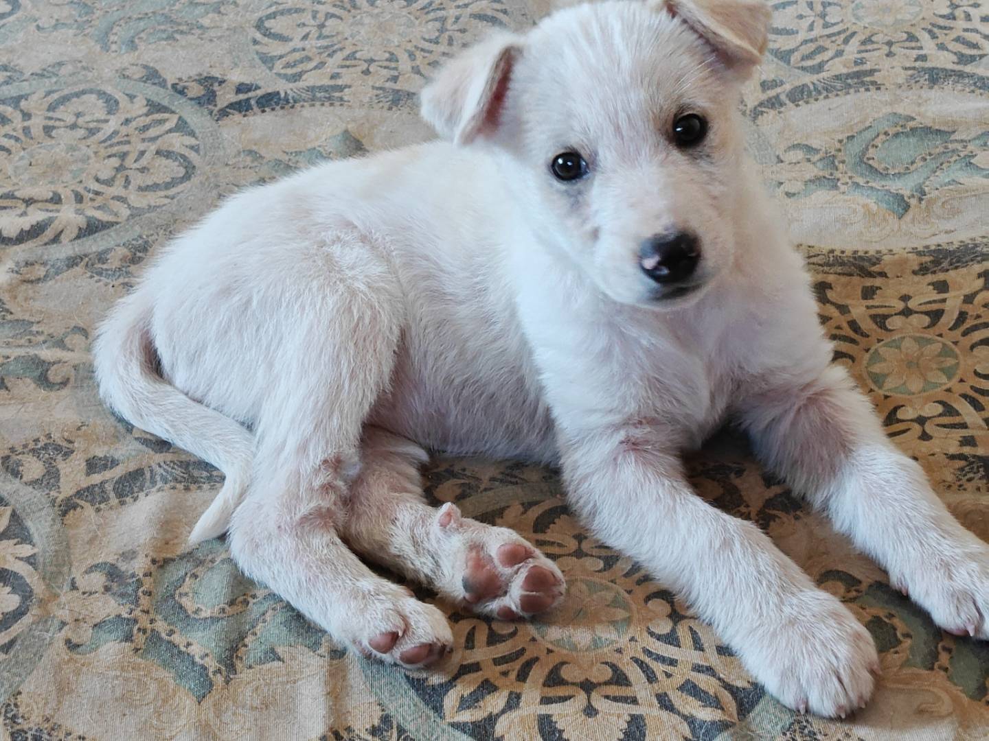 Vuoi adottare un cane a Trapani?