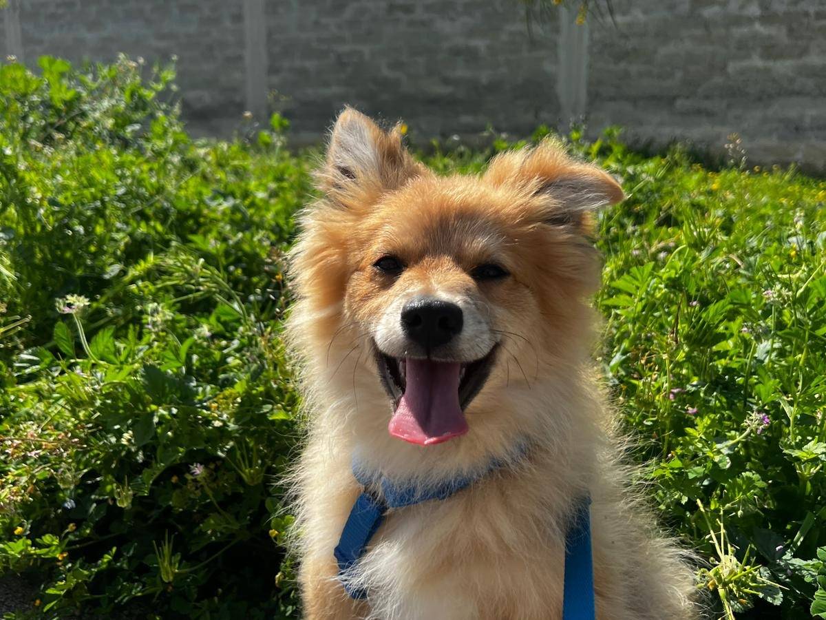 Adotta un cane, maschio, 4 mesi, Milano