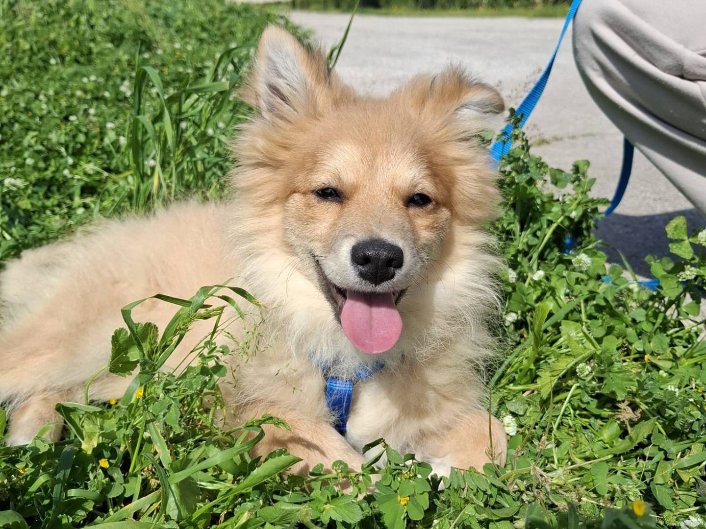 Adotta un cane, taglia piccola, maschio, Milano