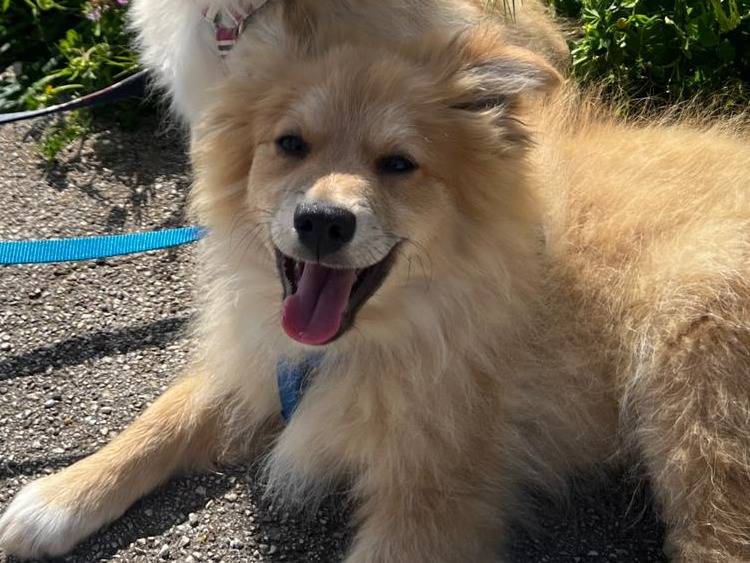 Adozione cane, maschio, Volpino di Pomerania Razza sconosciuta, 4 mesi, taglia piccola, Milano