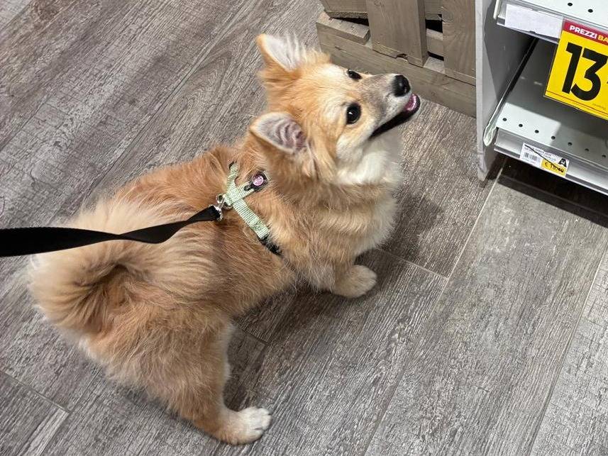 Vuoi adottare un cane a Milano?