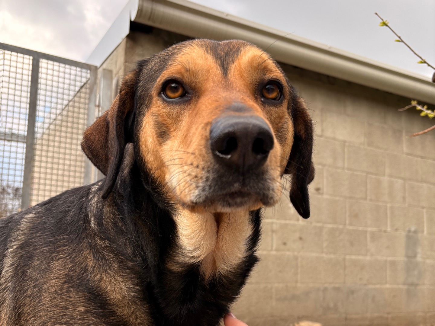 Adozione cane, maschio, Razza sconosciuta Razza sconosciuta, 3 anni e 3 mesi, taglia grande, Milano