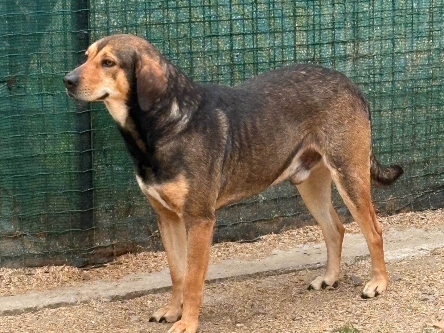 Adotta un cane, maschio, 3 anni e 3 mesi, Milano