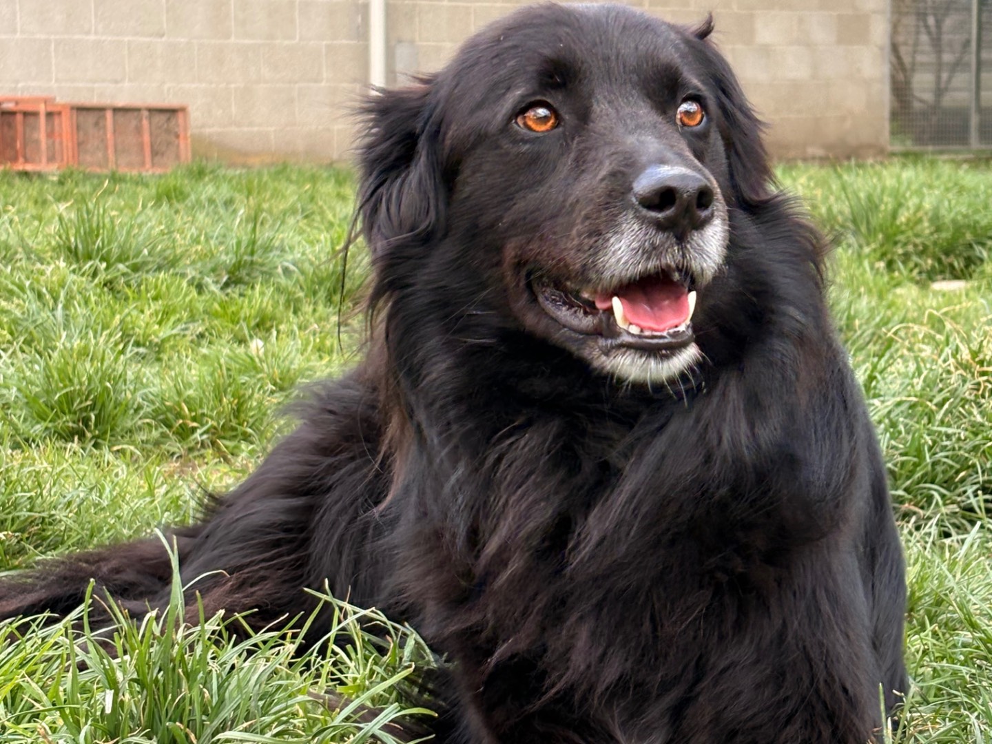 Adozione cane, maschio, Razza sconosciuta Razza sconosciuta, 4 anni e 9 mesi, taglia grande, Milano