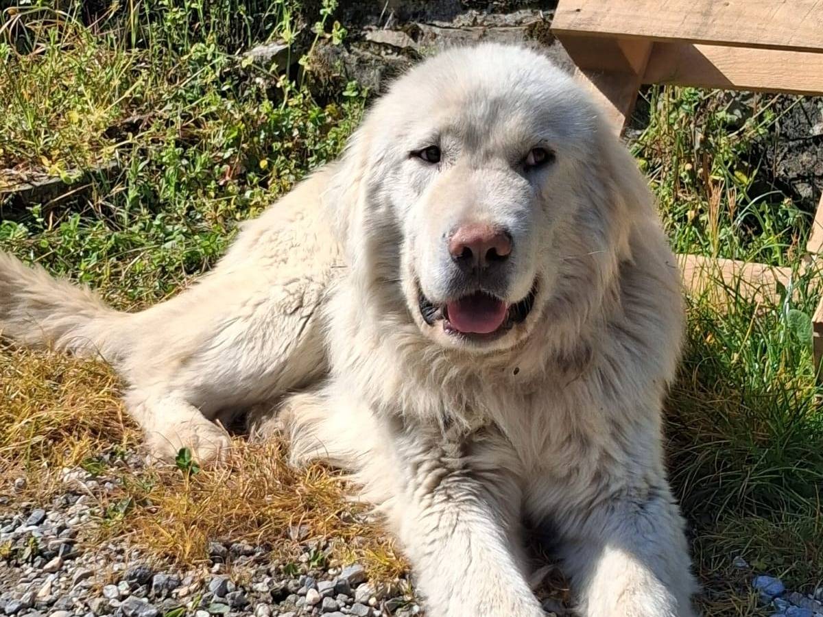 Adozione cane, maschio, Pastore maremmano Razza sconosciuta, 1 anno e 10 mesi, taglia gigante, Prato
