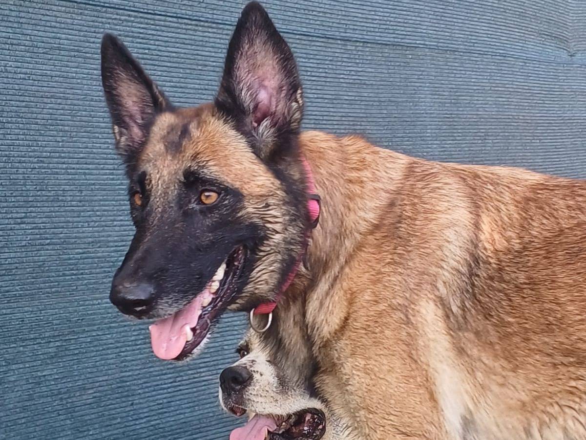 Vuoi adottare un cane a Mantova?