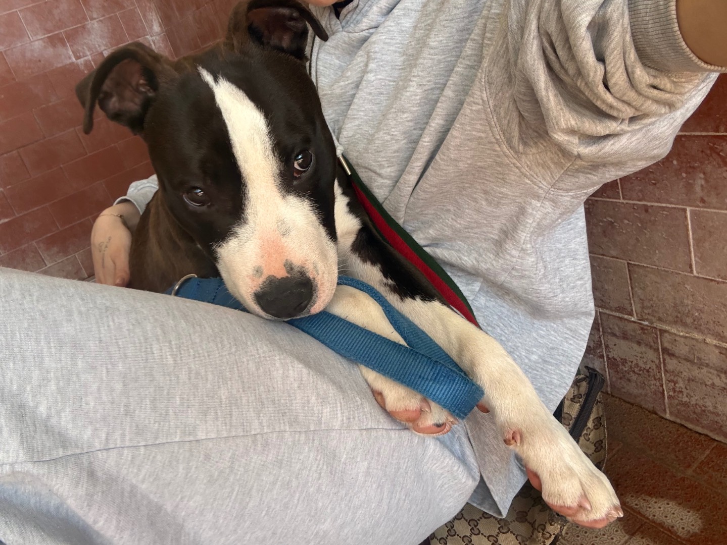 Adozione cane, maschio, Amstaff Razza sconosciuta, 1 mesi, taglia gigante, Milano