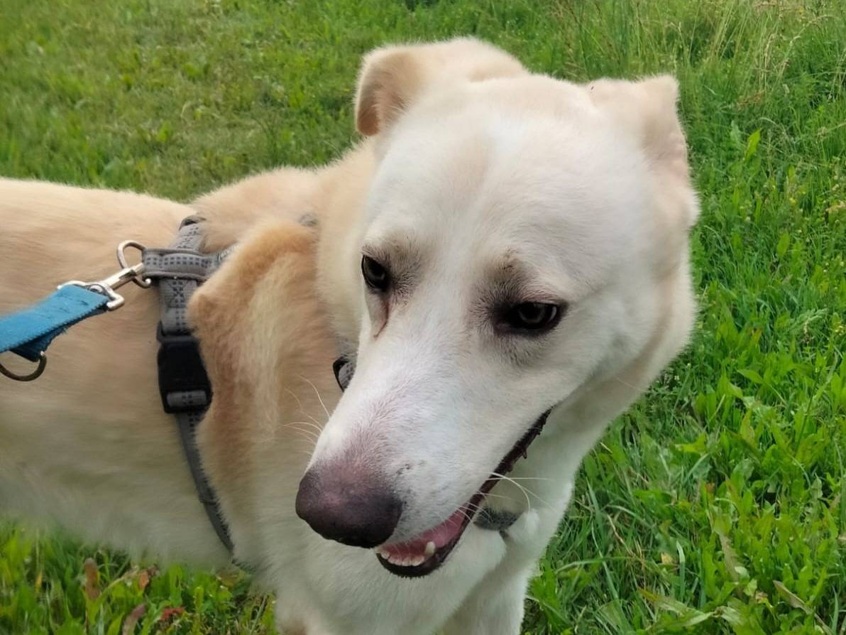 Vuoi adottare un cane a Milano?