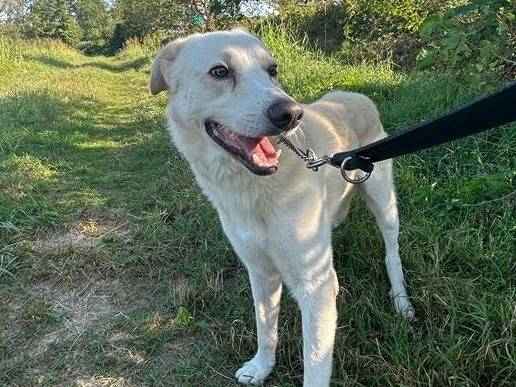 Adotta il cane Oliver a Milano