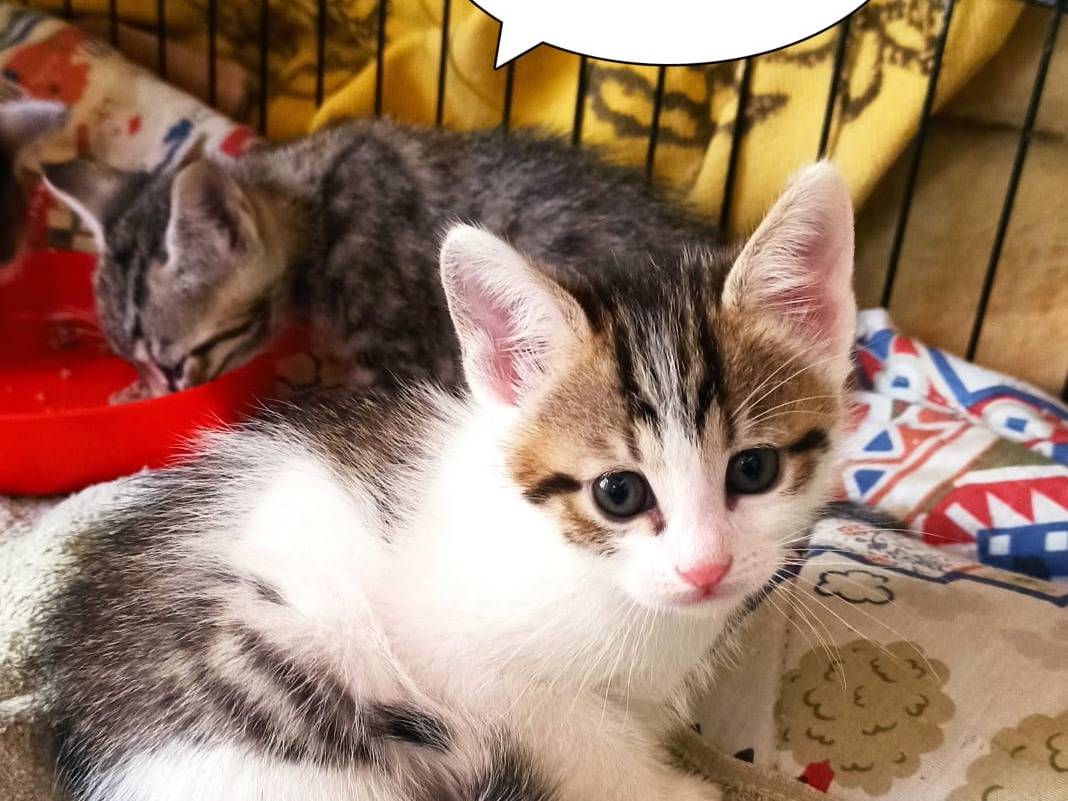 Adozione gatto, maschio, Razza sconosciuta Razza sconosciuta, 1 mesi, taglia non valida, Crotone