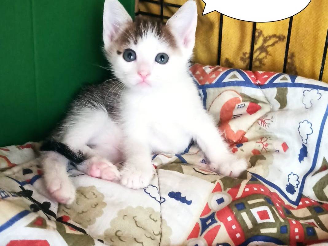 Adozione gatto, maschio, Razza sconosciuta Razza sconosciuta, 1 mesi, taglia non valida, Crotone