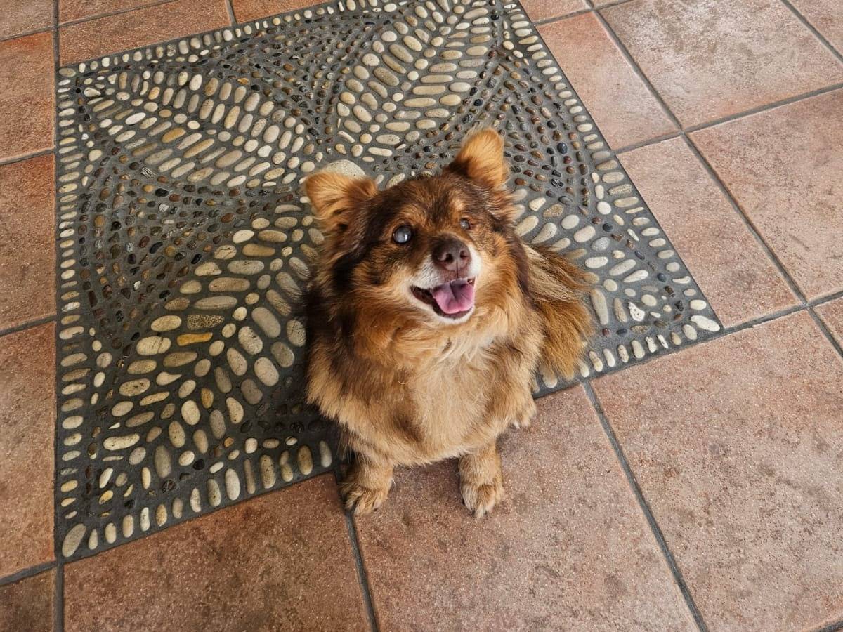 Adozione cane, maschio, Spitz Razza sconosciuta, 8 anni, taglia piccola, Pescara