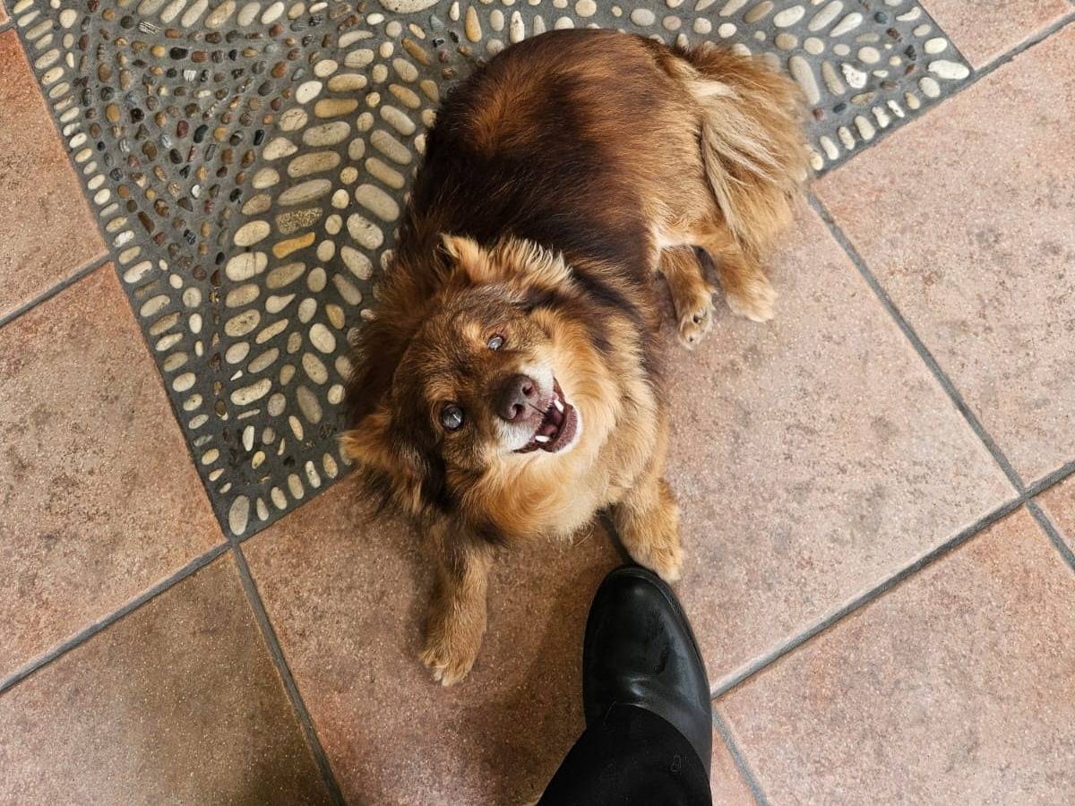 Adotta un cane, maschio, 8 anni, Pescara