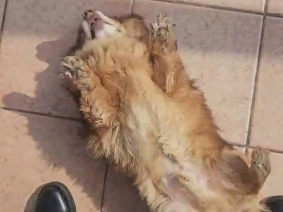 Adotta un cane, taglia piccola, maschio, Pescara