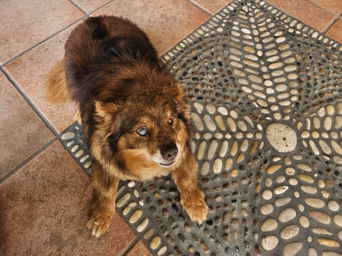 Vuoi adottare un cane a Pescara?