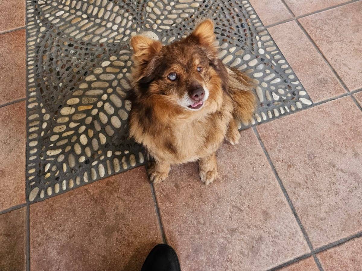 Adotta il cane Leone a Pescara