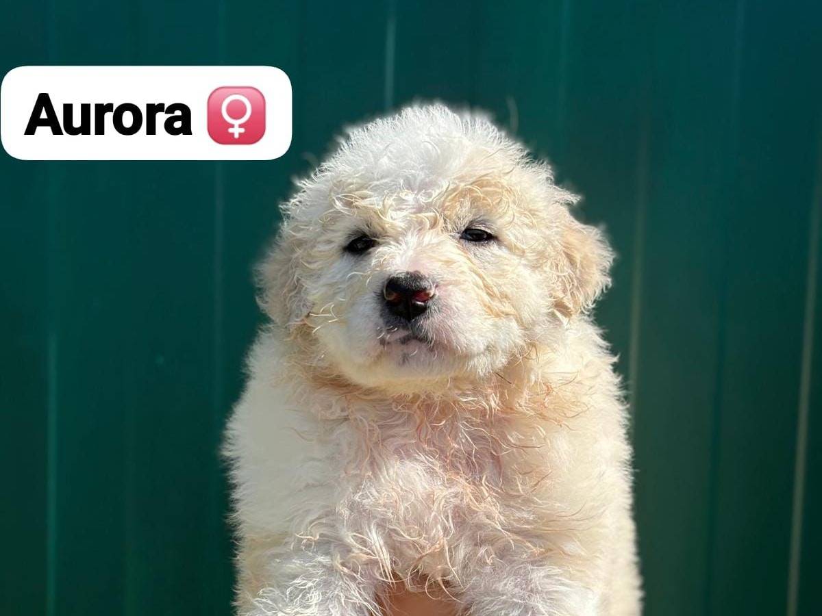 Adozione cane, femmina, Pastore maremmano Razza sconosciuta, 2 mesi, taglia gigante, Pisa