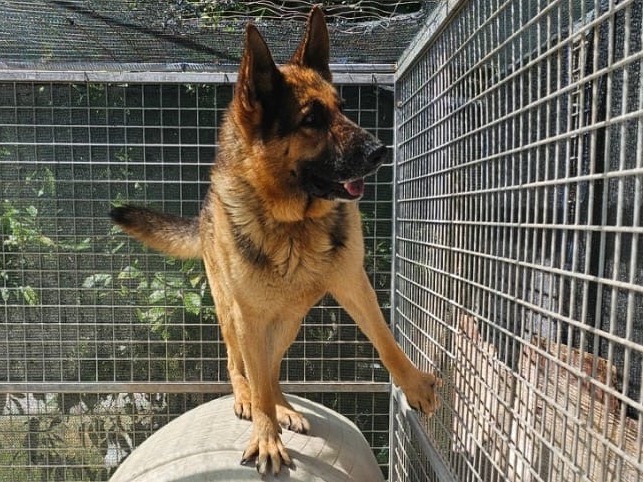 Adozione cane, maschio, Pastore tedesco Razza sconosciuta, 2 anni, taglia grande, Siracusa