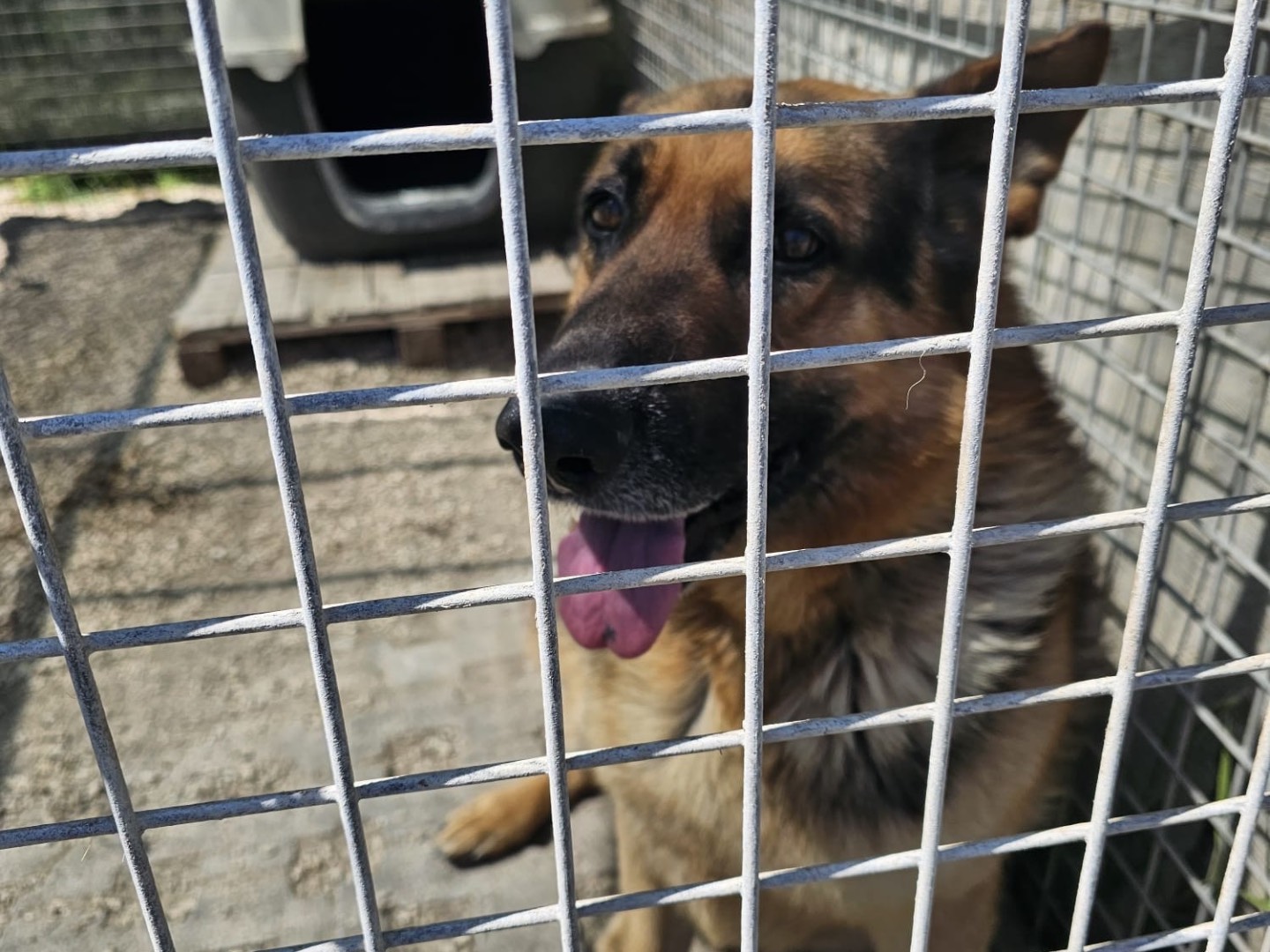 Adotta un cane, taglia grande, maschio, Siracusa