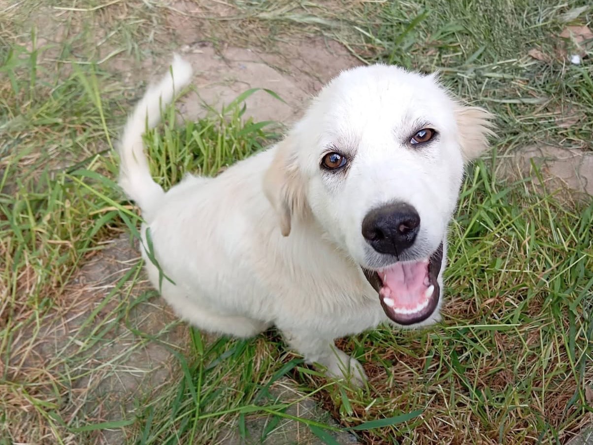 Adotta un cane, maschio, 5 mesi, Treviso