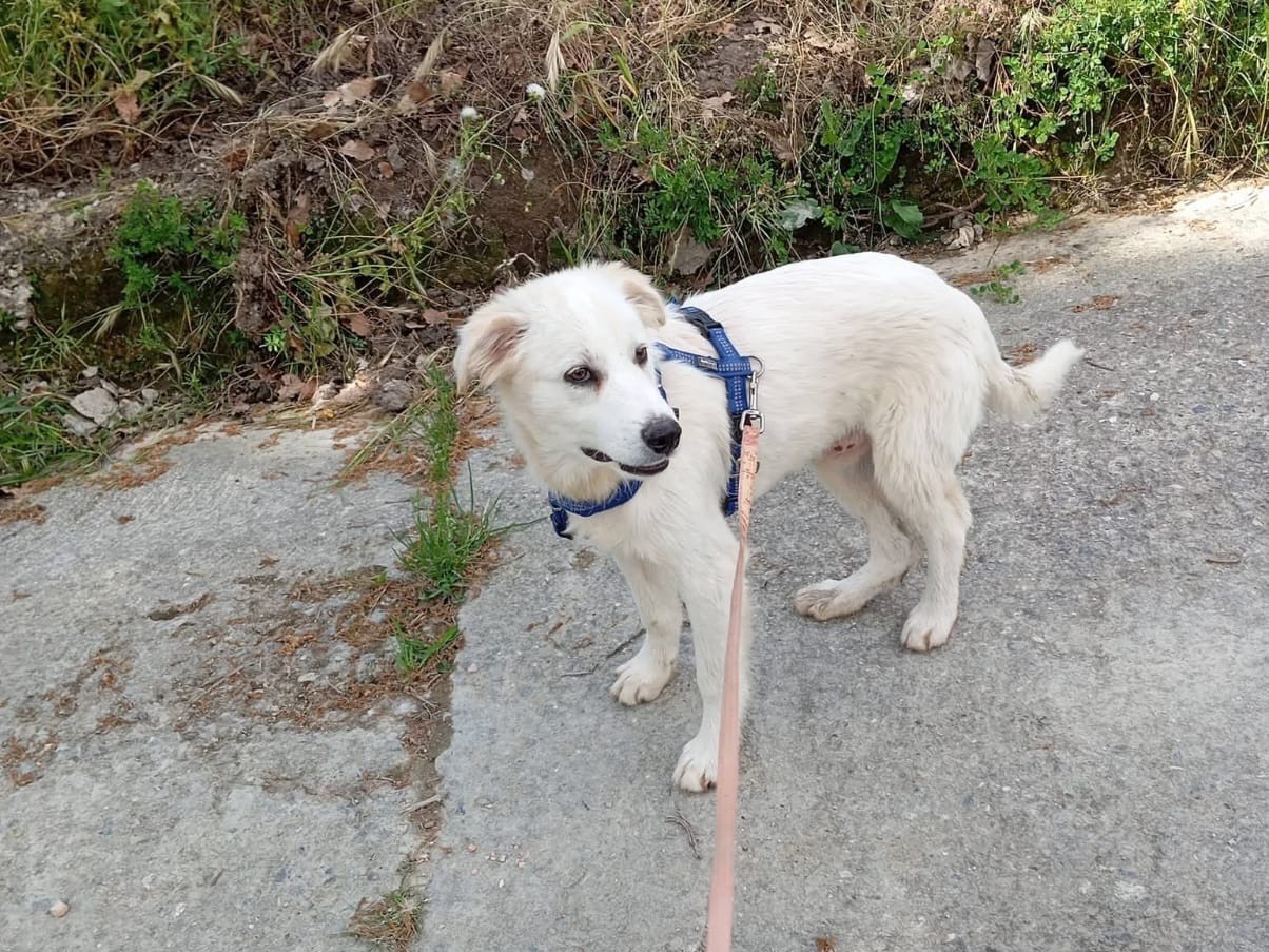 Adotta un cane, taglia grande, maschio, Treviso