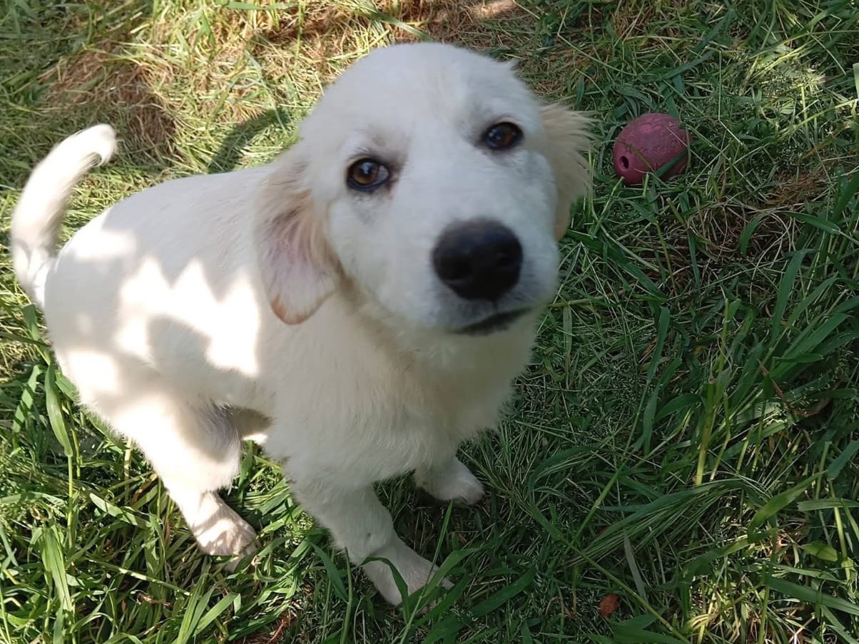 Adozione cane, maschio, Razza sconosciuta Razza sconosciuta, 5 mesi, taglia grande, Treviso