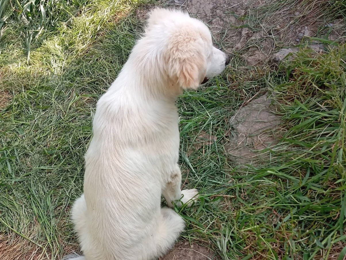 Vuoi adottare un cane a Treviso?