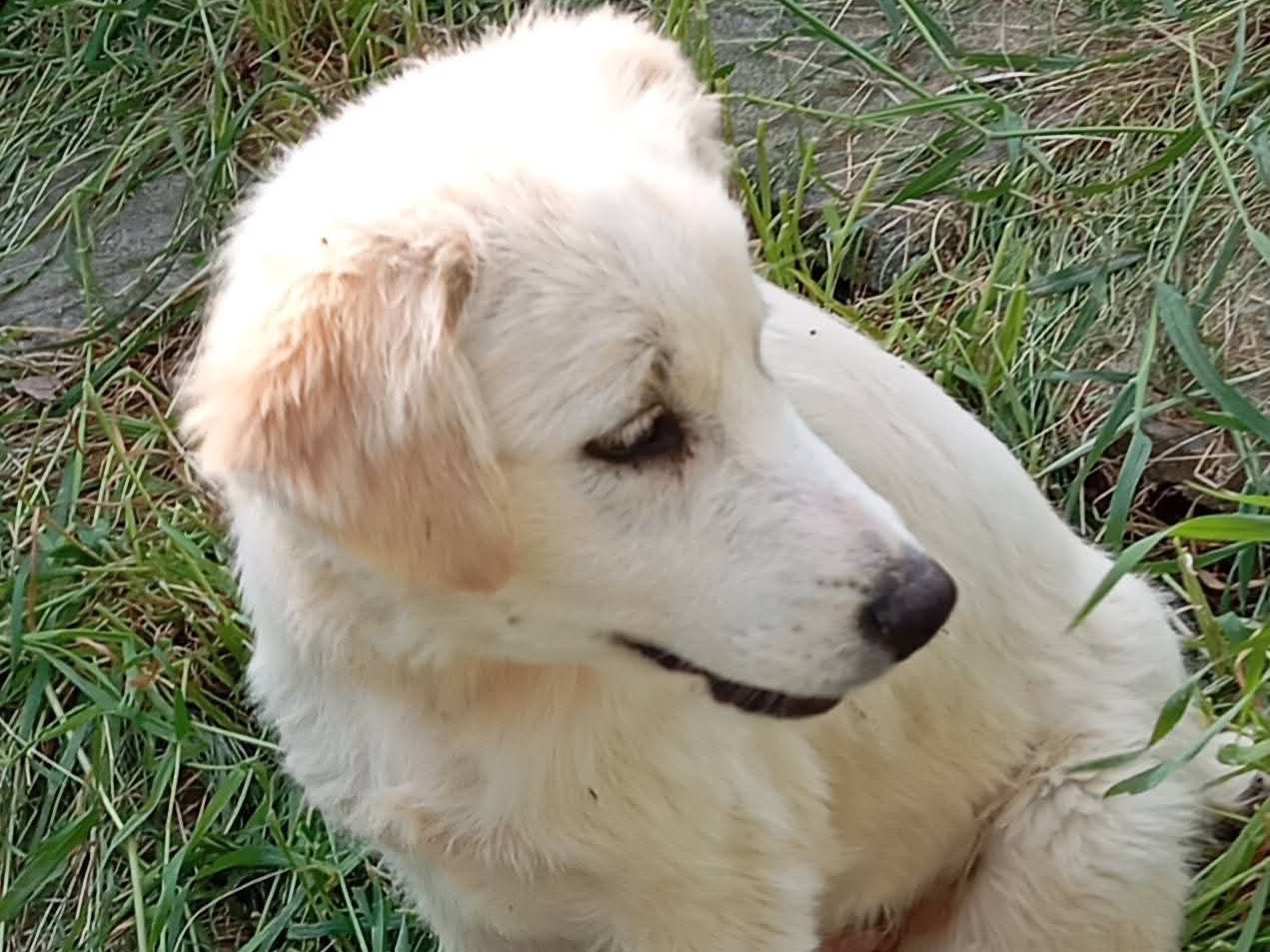 Adotta il cane Dante a Treviso