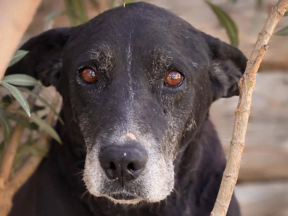 Adozione cane, maschio, Razza sconosciuta Razza sconosciuta, 11 anni e 10 mesi, taglia grande, Crotone
