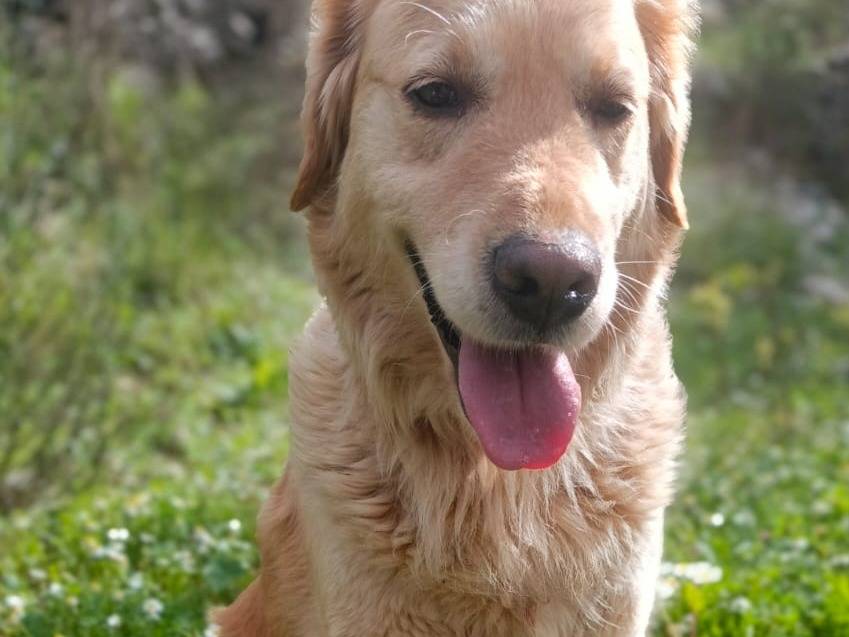 Adotta un cane, femmina, 3 anni, Milano