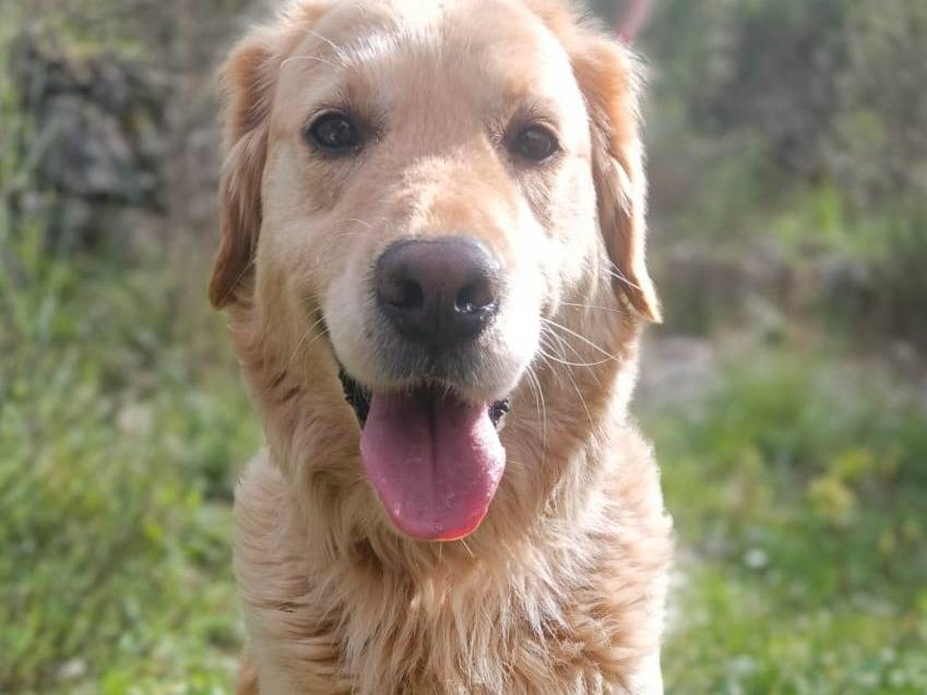 Adozione cane, femmina, Golden Retriever Razza sconosciuta, 3 anni, taglia media, Milano