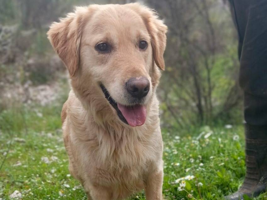 Adotta un cane, taglia media, femmina, Milano