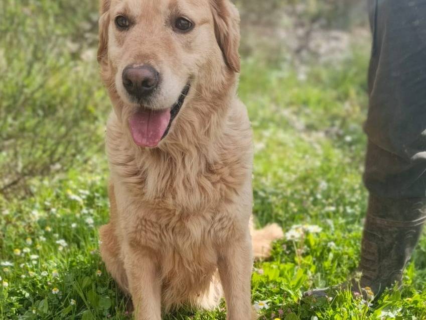 Adotta il cane Chloe a Milano