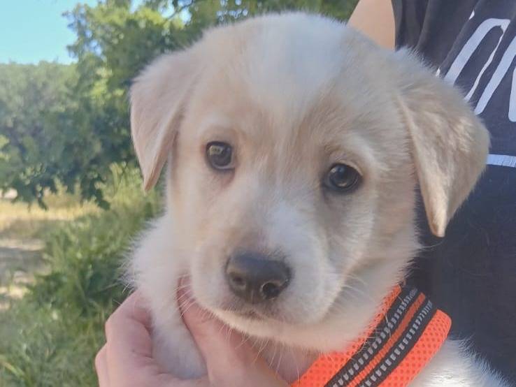 Adozione cane, maschio, Razza sconosciuta Razza sconosciuta, 1 mesi, taglia media, Bari