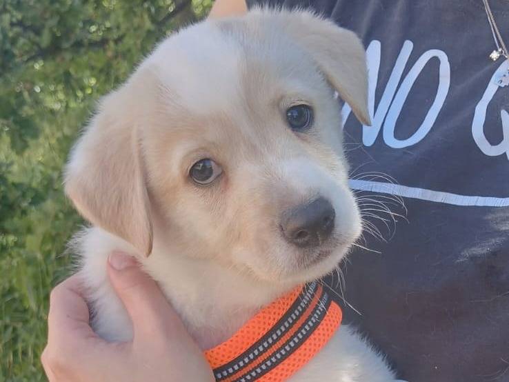 Adotta un cane, maschio, 1 mesi, Bari