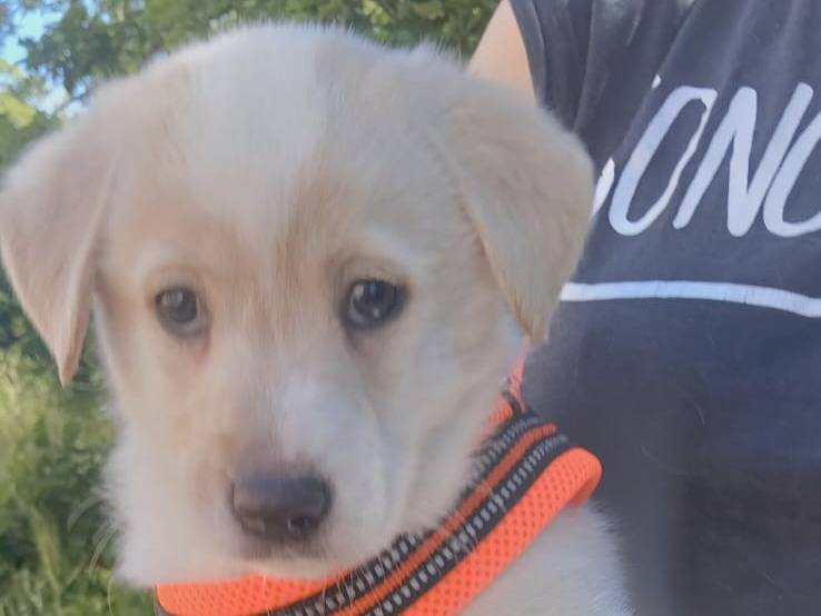 Adotta un cane, taglia media, maschio, Bari